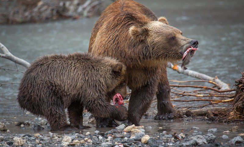 медведь, камчатка  ,курильское озеро, рыба,красная икра, трапеза ,медвежонок, медведица ,рыбалка, обед Трапезаphoto preview