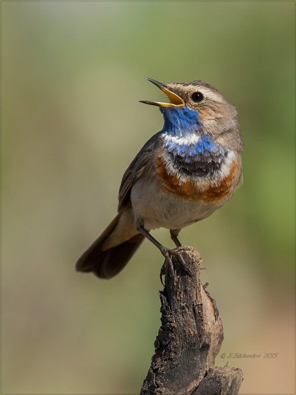 Варакушка, Птицы, Фотоохота Варакушка (самец)photo preview