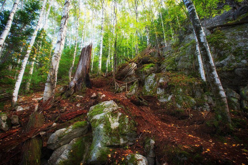 Березы, Деревья, Иркутск, Краски, Лес, Листва, Осень Краски яркой осениphoto preview