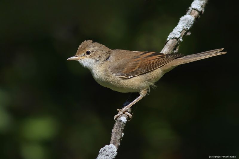 Серая славка Whitethroat.photo preview
