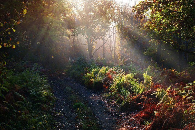 Дорога в Терабитию..photo preview