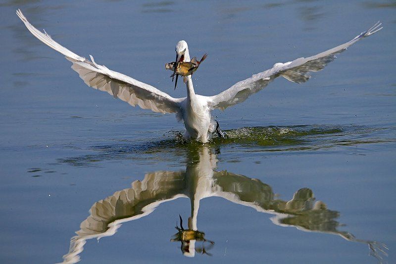 600mm, 7D, Animals, Birds, Животные, Птицы, Рыба, Цапля Fishing storyphoto preview