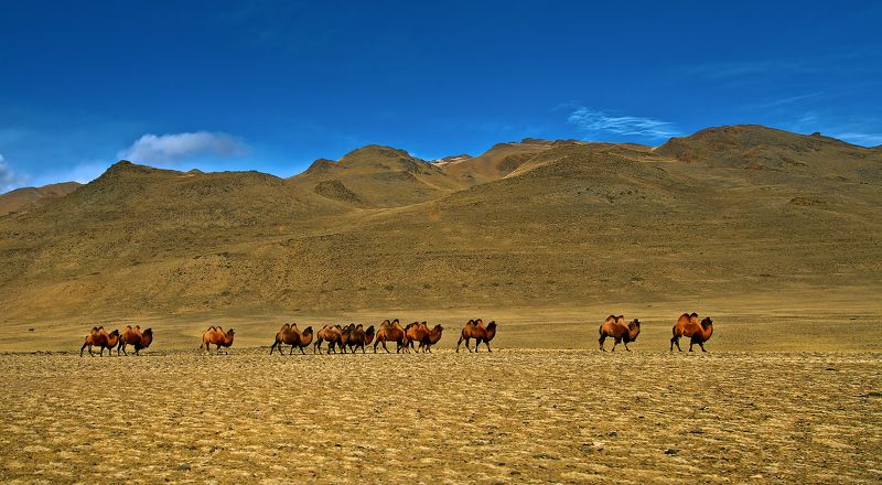 Camel, Азия, Верблюды, Горы Небо, Караван, Чуйская степь ***photo preview