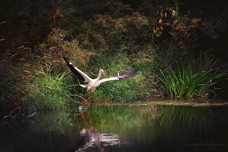 Аист, Весна., Вода отражение, Лелека, Лето, Речка photo preview