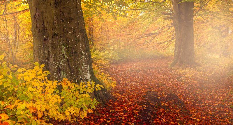 Брандербургская пущаphoto preview