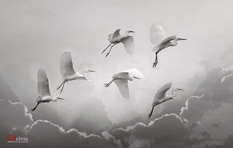 Cò Trắngphoto preview