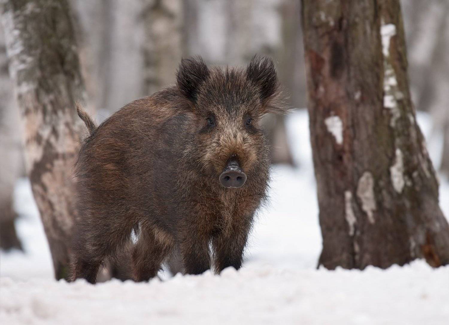 Зима, Александр Смолкин