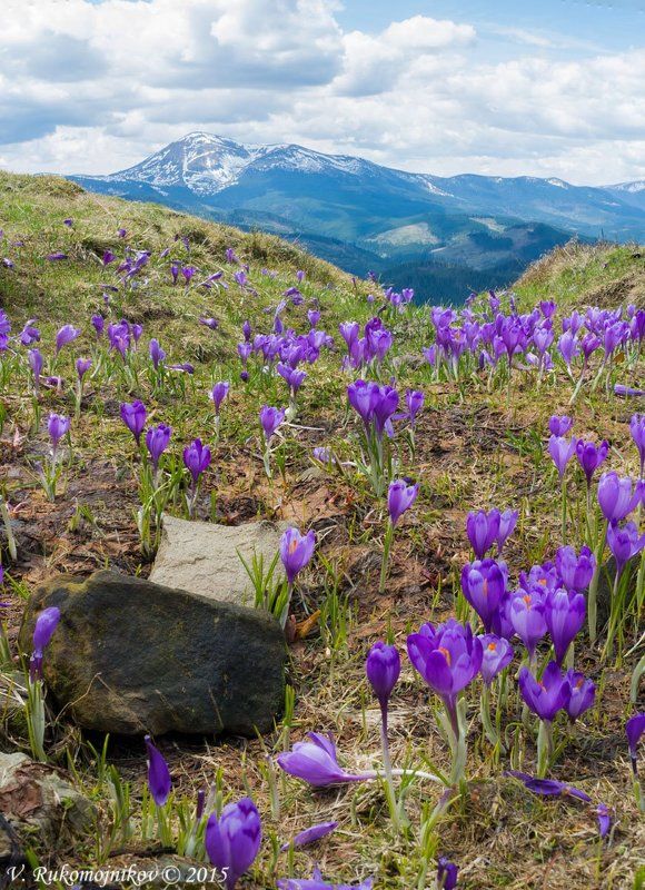 Весна, Карпаты, Крокус, Цветы Весенний крокусphoto preview