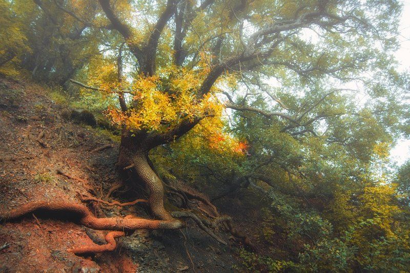 демерджи, крым ***photo preview