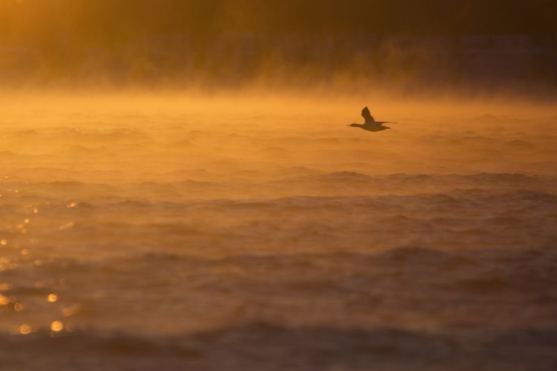 Рассветный полетphoto preview