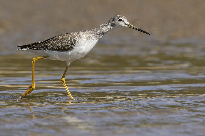 птицы, уругвай ***photo preview