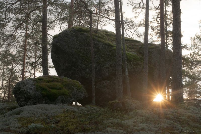 карельский перешеек, дремучий лес, выборгский район, карелия, сейды Большое лесное погружение - Iphoto preview
