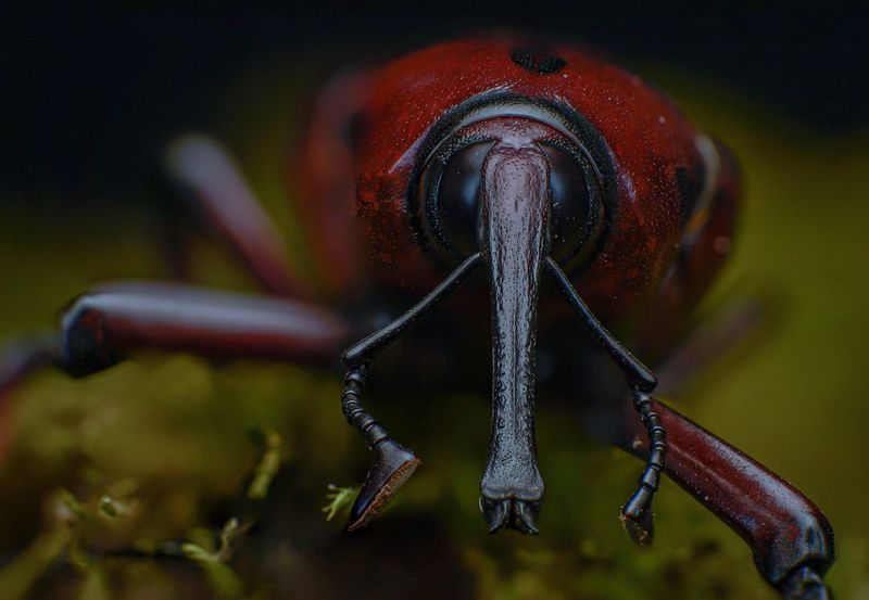 macro, insect, nature, weevil Weevilphoto preview