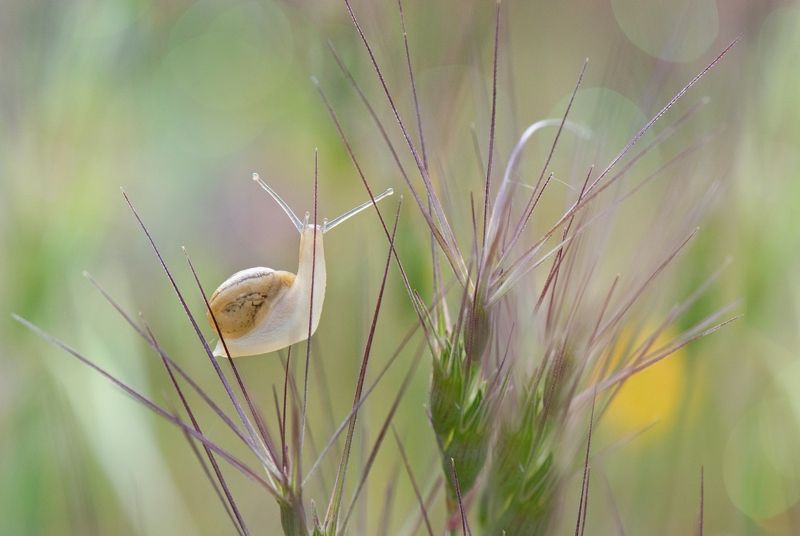 Очарованная весной...photo preview
