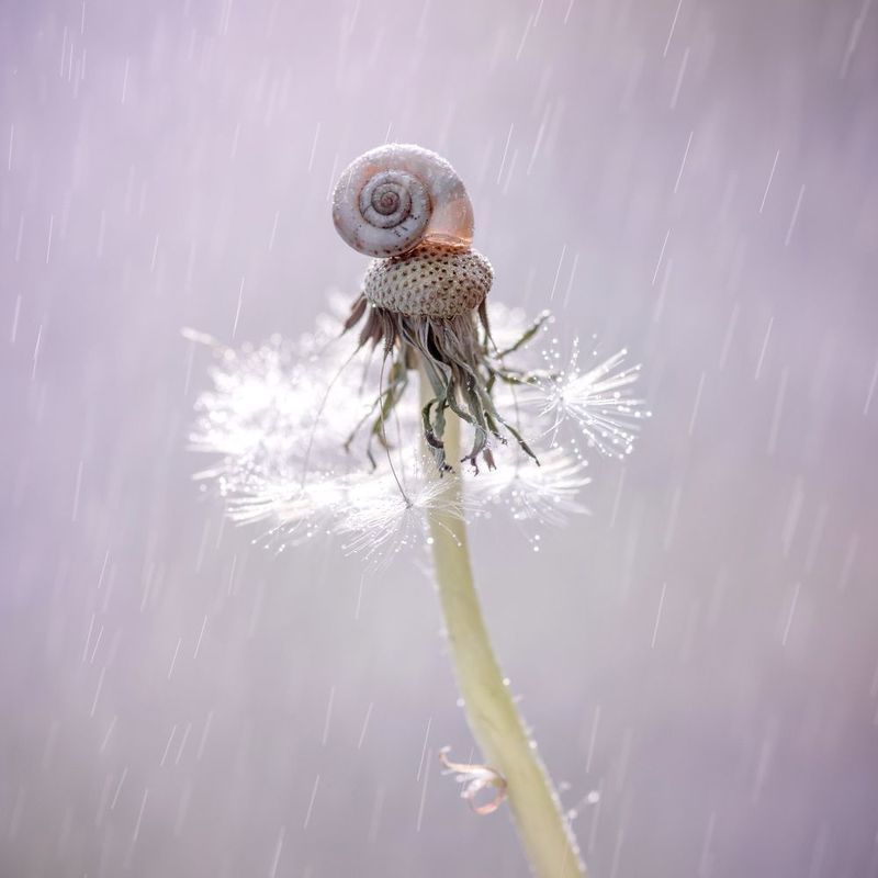 одуванчик, лето, вечер, дождь, улитка Под дождёмphoto preview