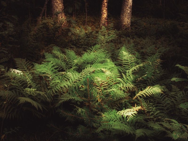 папоротник, растения, лес, пейзаж, карелия Дремлет папоротник пышный в тенистой комнате леснойphoto preview