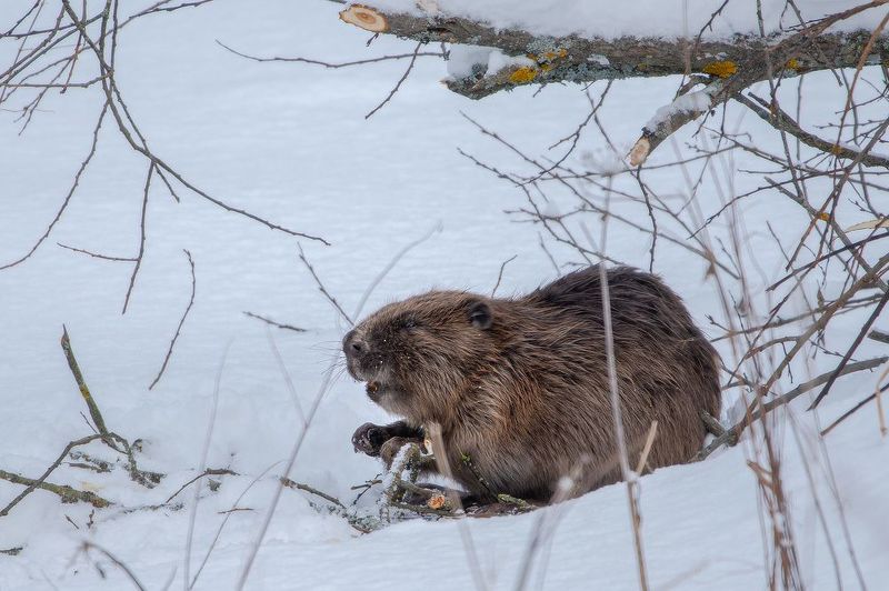 Бобриный обедphoto preview