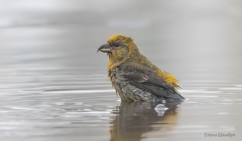 bird of prey, animal, birds, bird,  animal wildlife,  nature,  animals in the wild,клёст, клёст-еловик, еловик, купание клестов, red crossbill, птицы, птица Как клесты в баню сходилиphoto preview