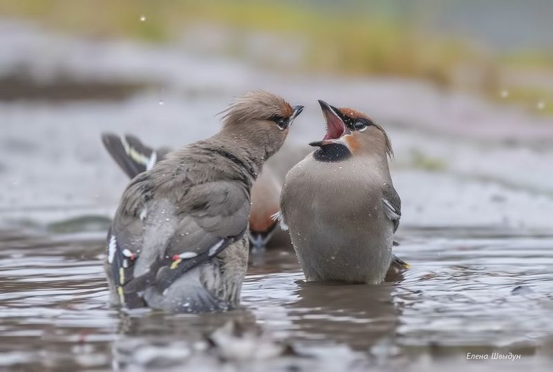 bird of prey, animal, birds, bird, animal wildlife, nature, animals in the wild, свиристели, свиристель, купание свиристелей, bohemiam waxwing, bohemian waxwings, птицы, птица Как свиристели в баню сходилиphoto preview
