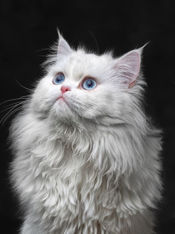 پرشینphoto preview