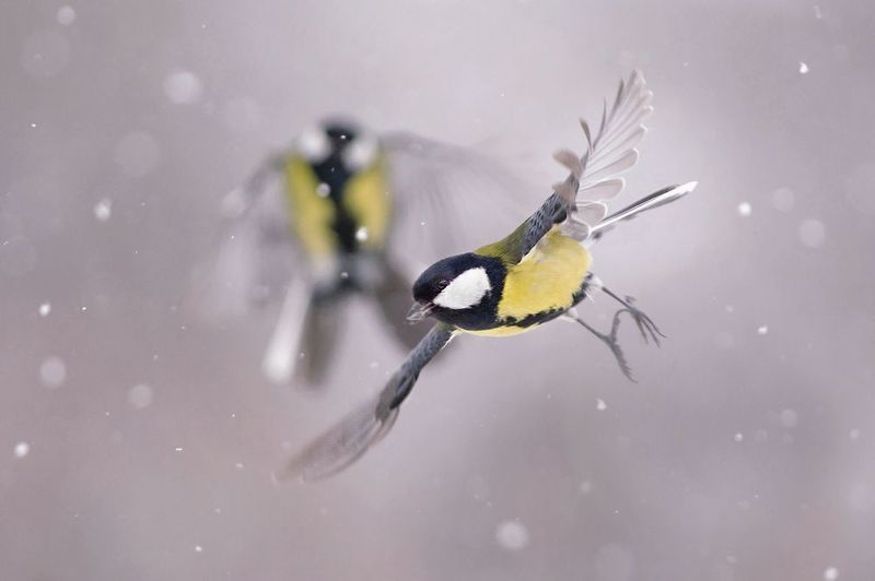 Большая на снегуphoto preview