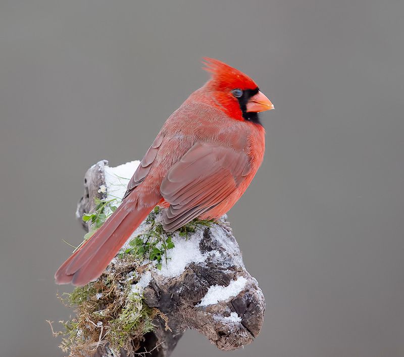 красный кардинал, northern cardinal, cardinal,кардинал, зима Northern Cardinal, male - Красный кардинал, самецphoto preview