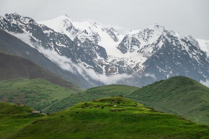 Белая лошадьphoto preview