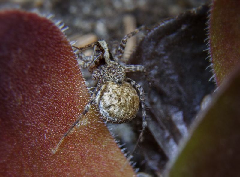 Драгоценная ношаphoto preview