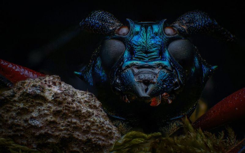 macro, insect, beetle, nature Metallic Longhorn Beetlephoto preview