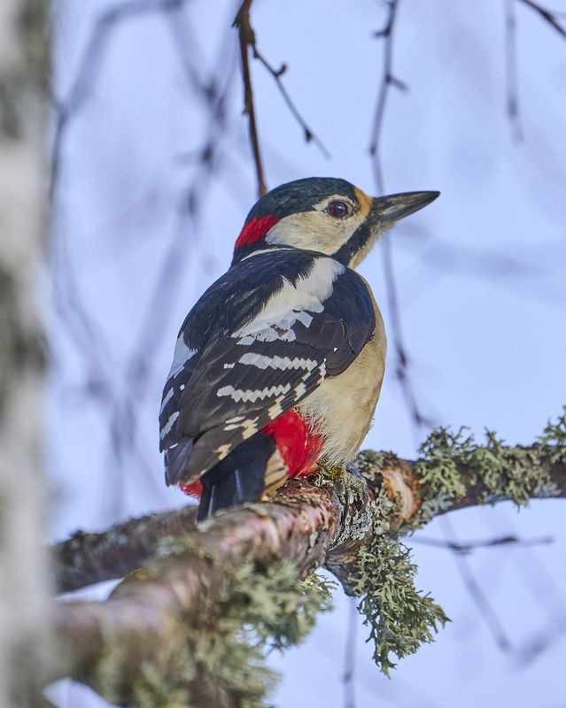 Great Spotted Woodpecker.photo preview