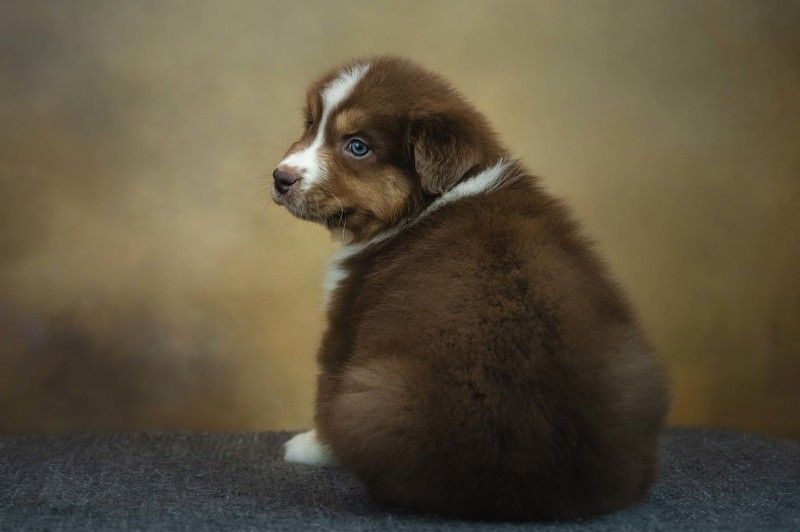 Маленький позёрphoto preview