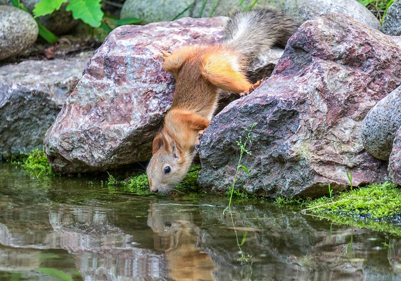 белка, водопой, ***photo preview