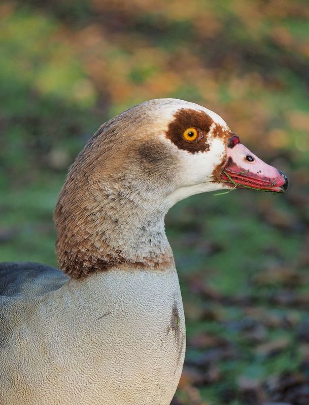нильский гусь, египетский гусь, птица, goose Портрет нильского гусяphoto preview