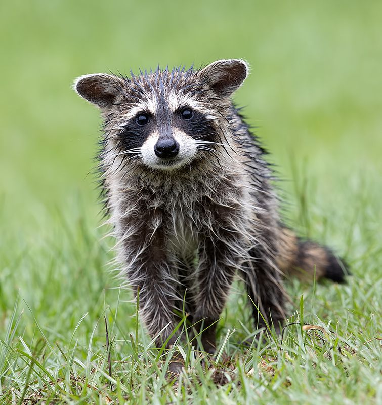 енот обыкновенный, енот-полоскун, raccoon, енот, дикие животные, животные, animals Wet Raccoon -Енот-полоскун после дождяphoto preview