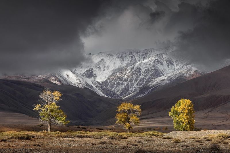 Три тополя на Алтаеphoto preview