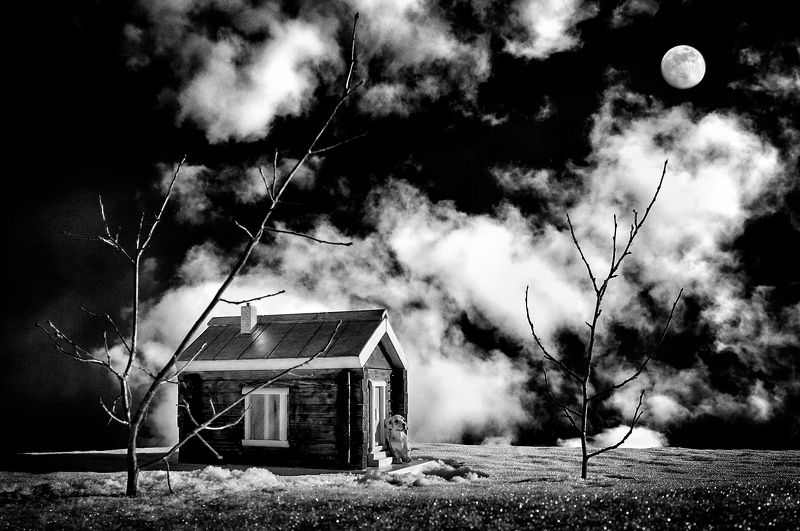 И при луне ему нет покоя.photo preview