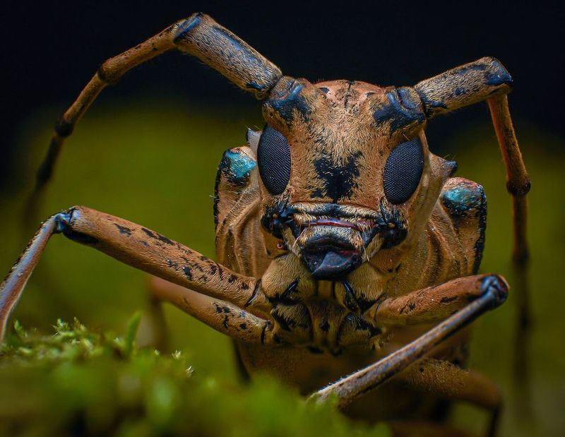 macro, nature, beetle, insect Longhorn Beetlephoto preview