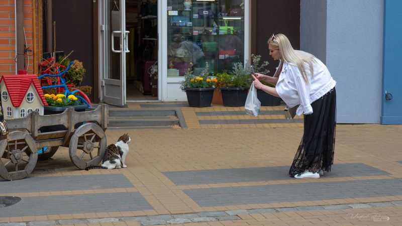 кот, улица, фотосессия, Зеленоградск, стрит, животное, фотография, позитив, Россия, Свирин Вадим, лето, cat, street, photoshoot, Zelenogradsk, street, animal, photography, positive, Russia, Vadim Svirin, summer Котофотосессия, или Скажите мяу!photo preview