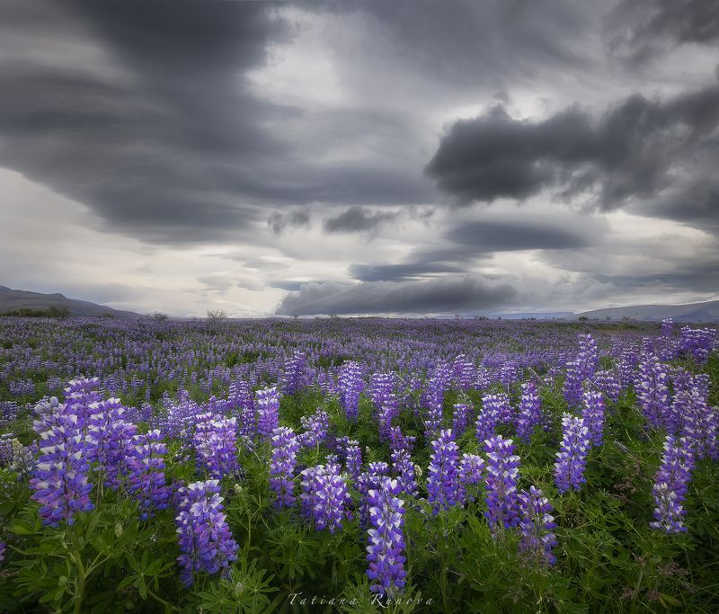 Люпиновые поля Исландииphoto preview