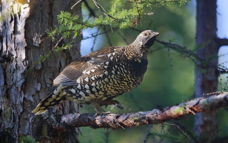дикуша, ботчинский заповедник, тайга дикушаphoto preview