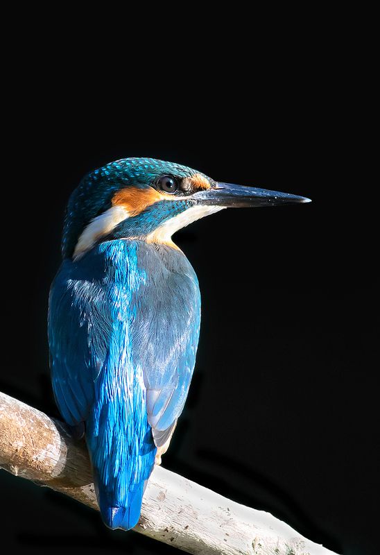 .,,,..,...photo preview