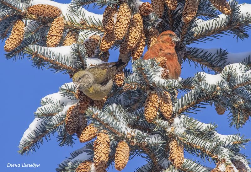 bird of prey, animal, birds, bird,  animal wildlife,  nature,  animals in the wild,клёст, клёст-еловик, еловик, red crossbill, птицы, птица A couplephoto preview