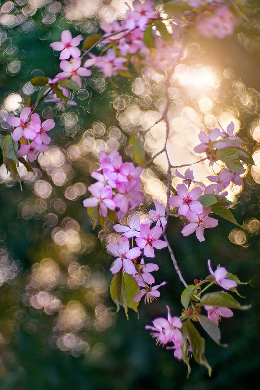 Цветениеphoto preview