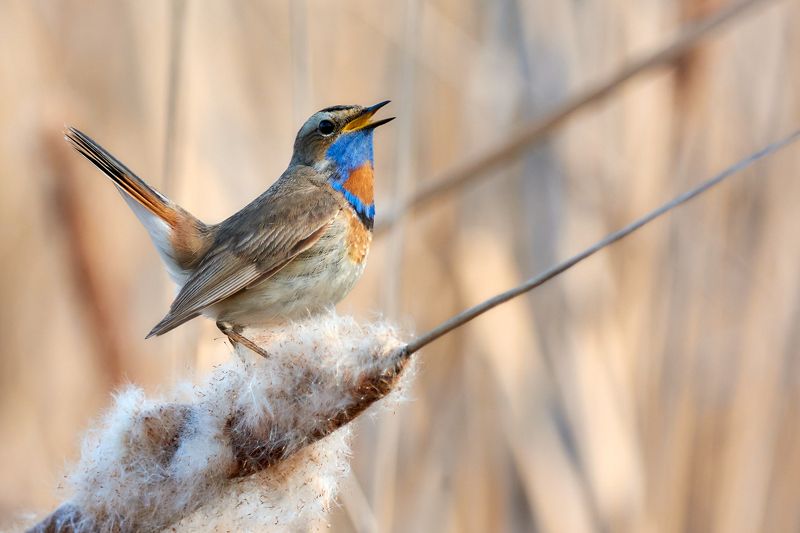 В мире птицphoto preview