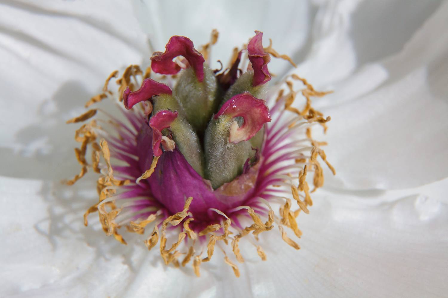 Хоровод. Автор: Светлана Холодняк , Светлана Холодняк