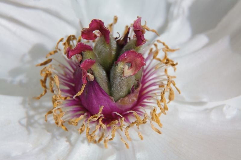 Хороводphoto preview