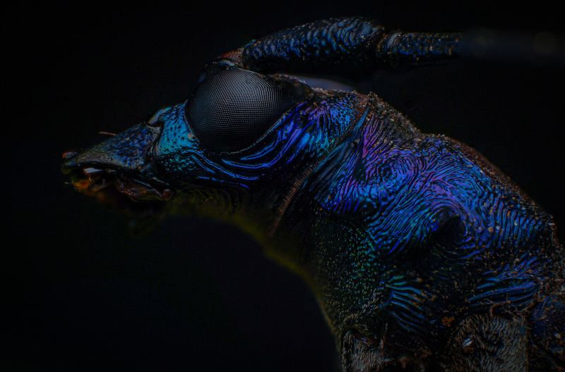 macro, nature, beetle, insect Metallic Longhorn Beetlephoto preview