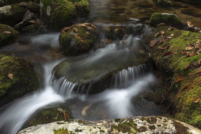 Ручей, мох, вода photo preview