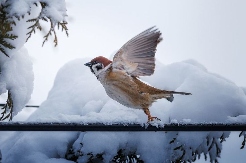 Воробей фото превью