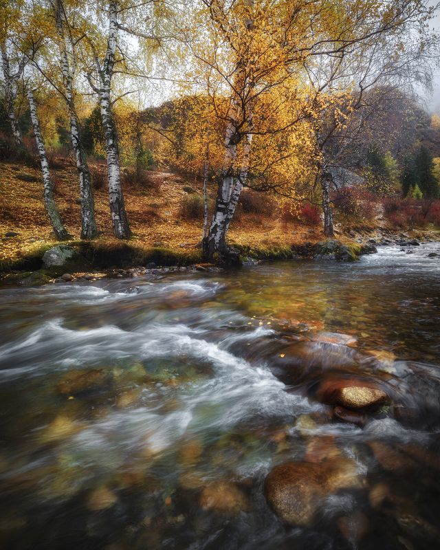 алтай, горный алтай, пейзажи алтая, онгудайский район, ильгумень, горная река, золотая осень, горы, осенний алтай, золотые березы, березы Октябрьская меланхолияphoto preview